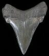 Angustidens Tooth - Megalodon Ancestor #30172-1